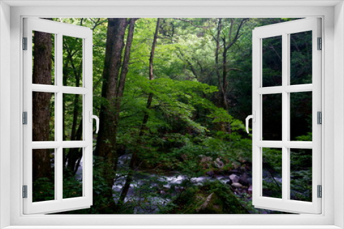 Fototapeta Naklejka Na Ścianę Okno 3D - 夏の緑一杯の森と川の流れ