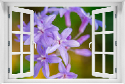 Fototapeta Naklejka Na Ścianę Okno 3D - Beautiful summer garden plants