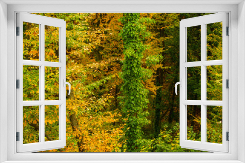 Fototapeta Naklejka Na Ścianę Okno 3D - Maple autumn trees. Colorful foliage. Autumn design, autumnal texture. Season wallpaper.