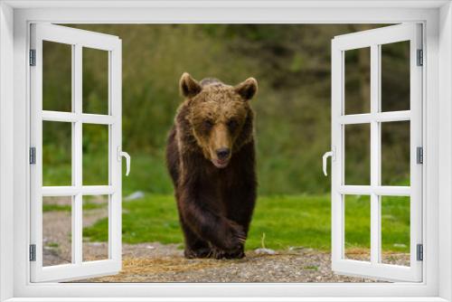 Fototapeta Naklejka Na Ścianę Okno 3D - European Brown Bear (Ursus arctos arctos) in natural habitat. Romania