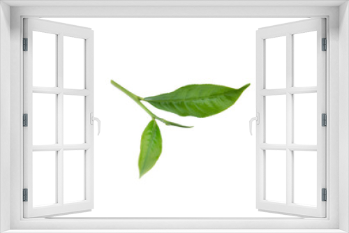 Fototapeta Naklejka Na Ścianę Okno 3D - Green tea leaf isolated on white background