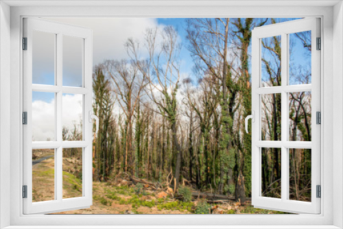 Fototapeta Naklejka Na Ścianę Okno 3D - Australian bushfires aftermath: eucalyptus trees damaged by the fire recovering six months after severe bushfires . Imlay Road, NSW.