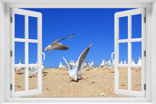 Fototapeta Naklejka Na Ścianę Okno 3D - flock of young noisy seagulls catching food