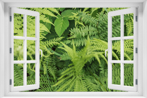 Fototapeta Naklejka Na Ścianę Okno 3D - Background from green leaves of fern. Summer time.
