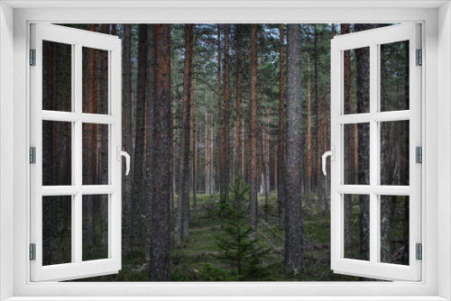 Fototapeta Naklejka Na Ścianę Okno 3D - Majestic slender pines in the forest. Pinery.