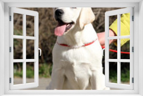 Fototapeta Naklejka Na Ścianę Okno 3D - yellow labrador in the park