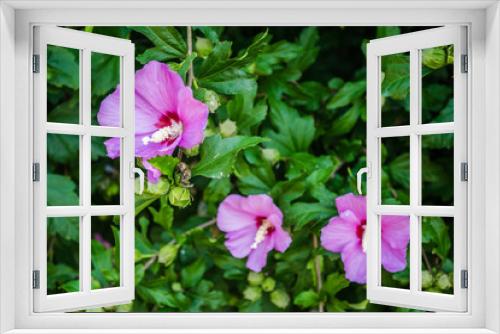 Fototapeta Naklejka Na Ścianę Okno 3D - Purple hibiscus flowers from the garden