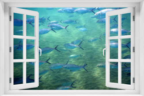 Fototapeta Naklejka Na Ścianę Okno 3D - Costa Rica pacific sea life