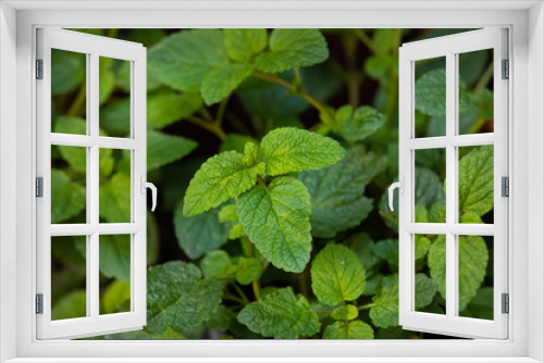 Fototapeta Naklejka Na Ścianę Okno 3D - Blätter einer Zitronenmelisse im eigenen Gartenanbau