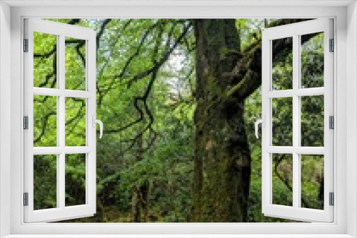 Fototapeta Naklejka Na Ścianę Okno 3D - Old Tree