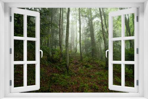 Fototapeta Naklejka Na Ścianę Okno 3D - Forest in France