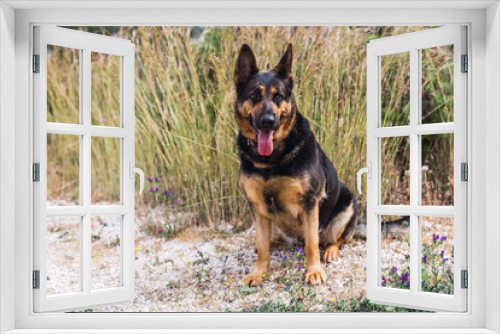 Fototapeta Naklejka Na Ścianę Okno 3D - Cachorro de pastor aleman