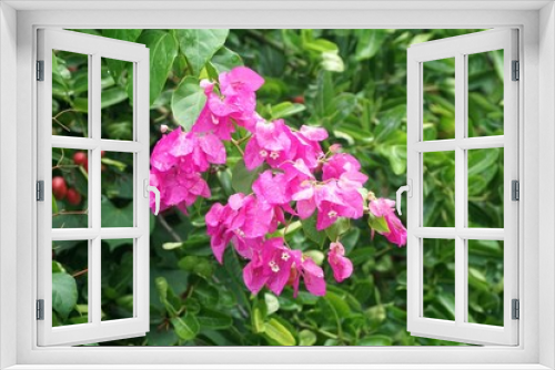 Fototapeta Naklejka Na Ścianę Okno 3D - pink Bougainvillea flower in nature garden