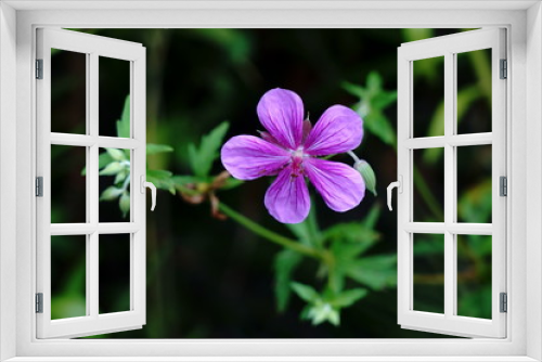 Fototapeta Naklejka Na Ścianę Okno 3D - 夏の高原に咲くアサマフウロの花