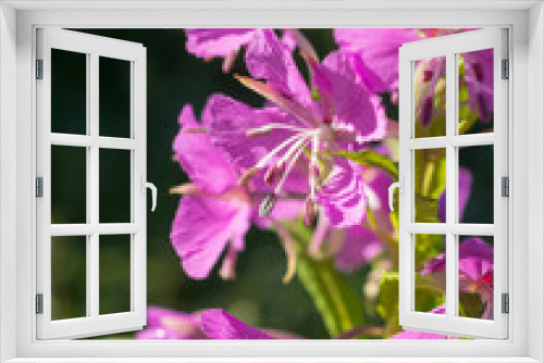 Fototapeta Naklejka Na Ścianę Okno 3D - wiillow-herb in summer close up