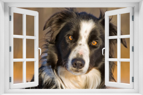 Fototapeta Naklejka Na Ścianę Okno 3D - Beautiful border collie dog portrait