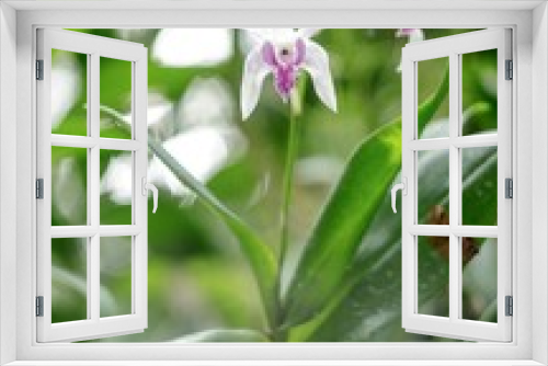 Fototapeta Naklejka Na Ścianę Okno 3D - Natural photos: Popularly grown orchids 