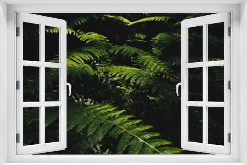 Fototapeta Naklejka Na Ścianę Okno 3D - 光が当たった緑の葉