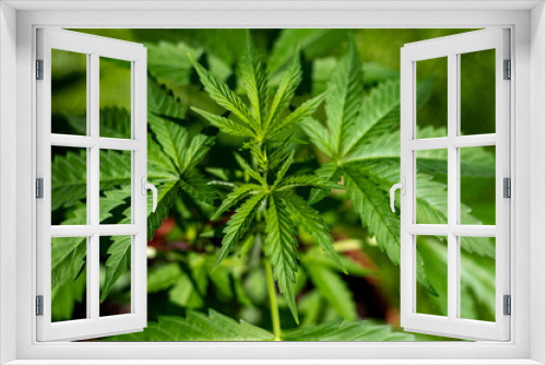 Fototapeta Naklejka Na Ścianę Okno 3D - Marijuana leaves, cannabis with beautiful background, outdoor natural cultivation, young plants growing