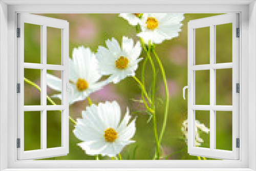 Fototapeta Naklejka Na Ścianę Okno 3D - daisies flower in a meadow