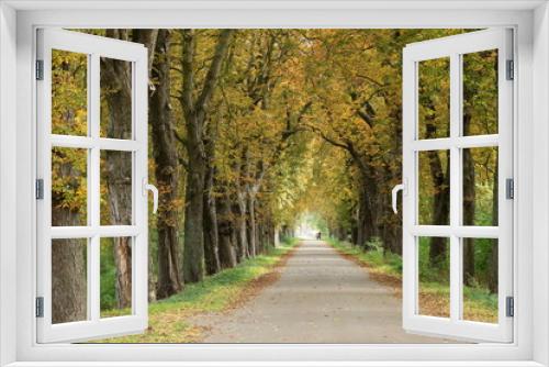 Fototapeta Naklejka Na Ścianę Okno 3D - Allee mit Laubbäumen im Herbst