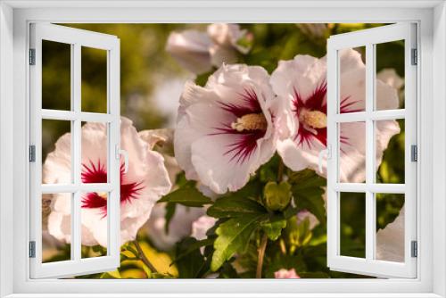Fototapeta Naklejka Na Ścianę Okno 3D - Pink and white Hibiscus flowers in the garden