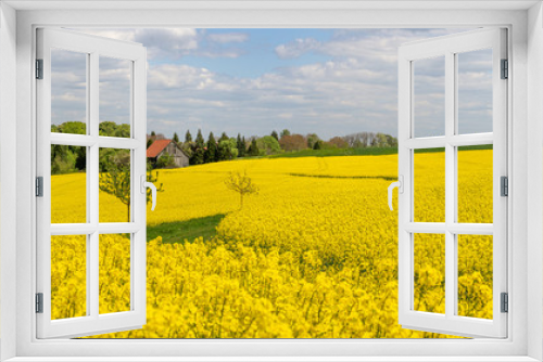 Fototapeta Naklejka Na Ścianę Okno 3D - Malerisches, gelb blühendes Rapsfeld im Frühling - Panorama Landschaft mit Bäumen und Scheune