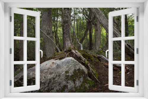 Fototapeta Naklejka Na Ścianę Okno 3D - The forest at sunrise. View of the Nothofagus pumilio trees woodland in Patagonia. Superficial roots Nothofagus rooted to a big stone. 