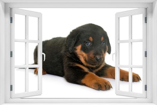 Fototapeta Naklejka Na Ścianę Okno 3D - beauceron puppy in studio