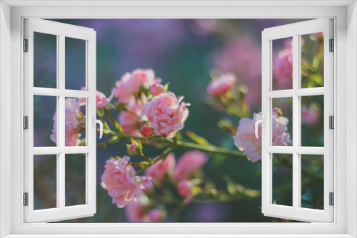 Fototapeta Naklejka Na Ścianę Okno 3D - pink flowers in the garden. Tea rose.  rose bushes in the summer garden