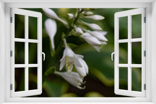 Fototapeta Naklejka Na Ścianę Okno 3D - White flowers on a green background
