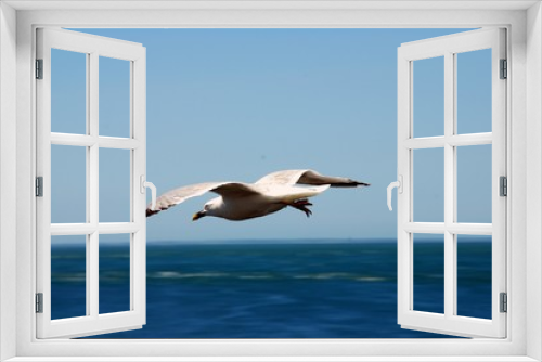 Fototapeta Naklejka Na Ścianę Okno 3D - Goéland volant au-dessus de la mer en gros plan