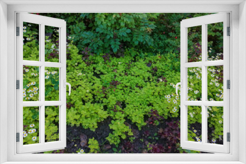Fototapeta Naklejka Na Ścianę Okno 3D - green moss on the wall