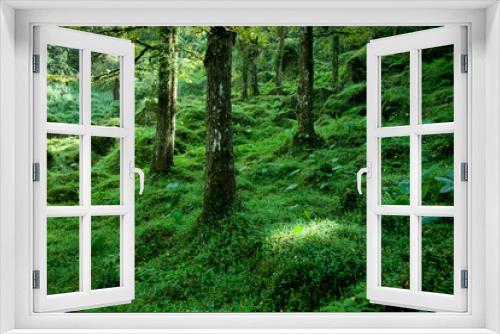 Fototapeta Naklejka Na Ścianę Okno 3D - Morning forest