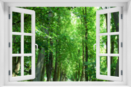 Fototapeta Naklejka Na Ścianę Okno 3D - The avenue surrounded by green linden trees