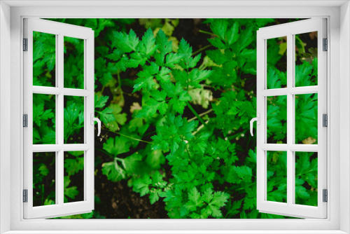 Fototapeta Naklejka Na Ścianę Okno 3D - Fresh ingredients : parsley. High quality photo