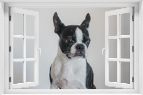 Fototapeta Naklejka Na Ścianę Okno 3D - Portrait Boston Terrier dog 