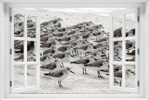 Fototapeta Naklejka Na Ścianę Okno 3D - Group of sea gulls at the beach of Lover's Key State Park, Florida
