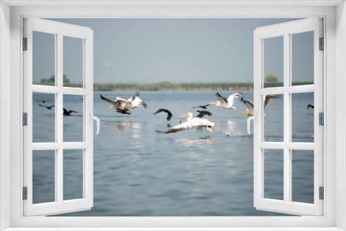Fototapeta Naklejka Na Ścianę Okno 3D - Landscape with white pelicans in Danube Delta,  Romania,  in a summer sunny day