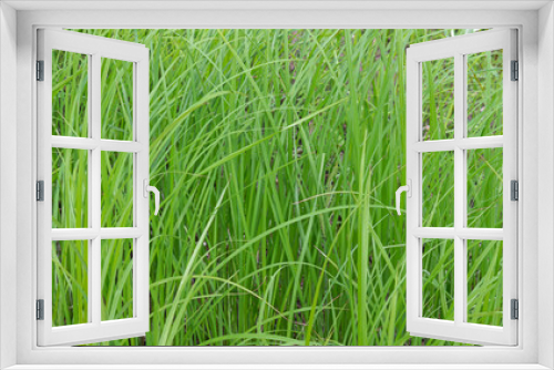 Fototapeta Naklejka Na Ścianę Okno 3D - green grass background
