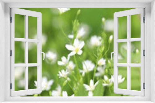 Fototapeta Naklejka Na Ścianę Okno 3D - White starlet flowers on green background