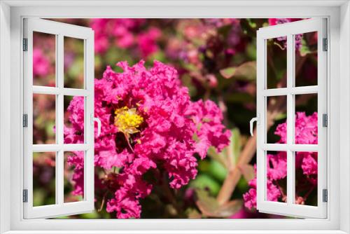 Fototapeta Naklejka Na Ścianę Okno 3D - kwiat macro natura płatki bokeh roślina ogród