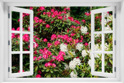 Fototapeta Naklejka Na Ścianę Okno 3D - Bush with pink and white rhododendron flowers in the park, Finland
