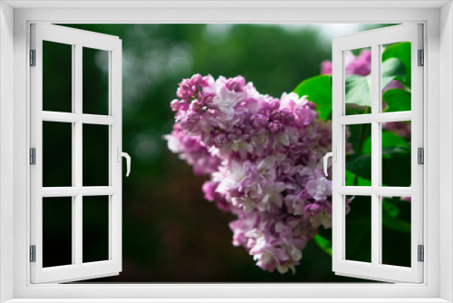 Fototapeta Naklejka Na Ścianę Okno 3D - Flowering lilac