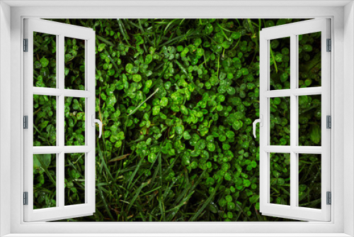 Fototapeta Naklejka Na Ścianę Okno 3D - Green clover 