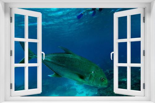 Fototapeta Naklejka Na Ścianę Okno 3D - Trevally fish on great barrier reef