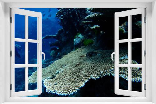 Fototapeta Naklejka Na Ścianę Okno 3D - great barrier reef plate coral ecosystem