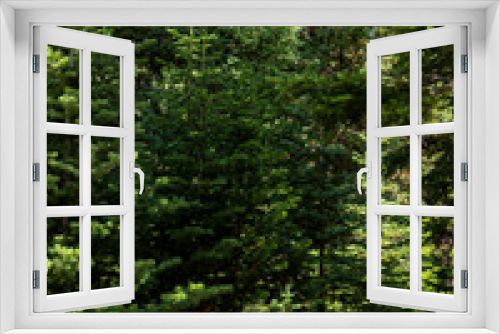 Fototapeta Naklejka Na Ścianę Okno 3D - spruce patterns in woods in the morning