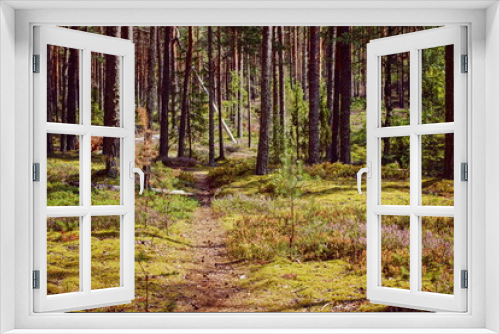 Fototapeta Naklejka Na Ścianę Okno 3D - Forest study in a pine forest