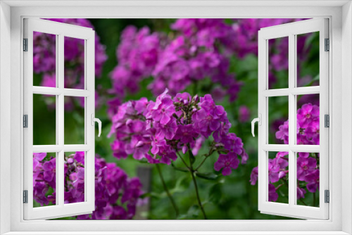 Fototapeta Naklejka Na Ścianę Okno 3D - Pink phlox flowers on a background of green shoots